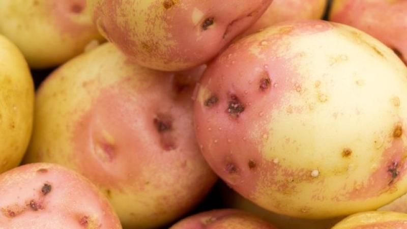 Seed Potato Main Crop - King Edward