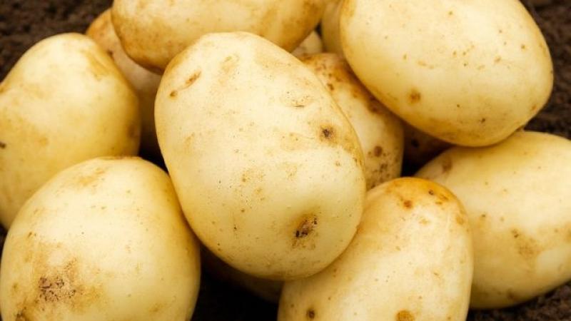 Seed Potato Second Early - Nadine