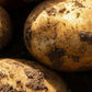 Seed Potato First Early - Foremost