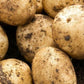 Seed Potato First Early - Pentland Javelin