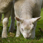 W F Duffield & Sons Lamb Creep 18 Pellets 25kg