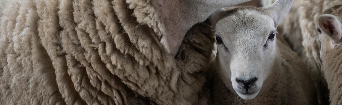 MSD Heptavac® P Plus Vaccine For Sheep POM-VPS