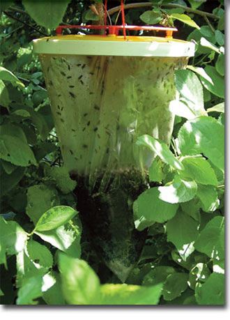 Redtop Fly Trap