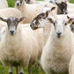 MSD Heptavac® P Plus Vaccine For Sheep POM-VPS