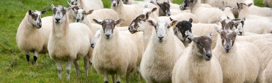 MSD Heptavac® P Plus Vaccine For Sheep POM-VPS