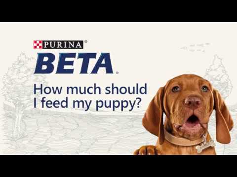 Purina beta puppy food 14kg best sale