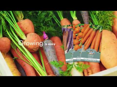 Carrot found in garden shaped like woman's legs, UK