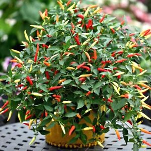 Mr Fothergill's Vegetable Seeds Pepper (Hot) Fields of Fire - 10 Seeds