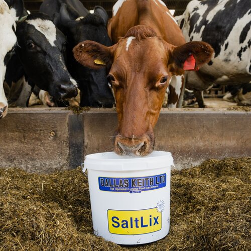 Dallas Keith SaltLix + Iodine Bucket 20Kg