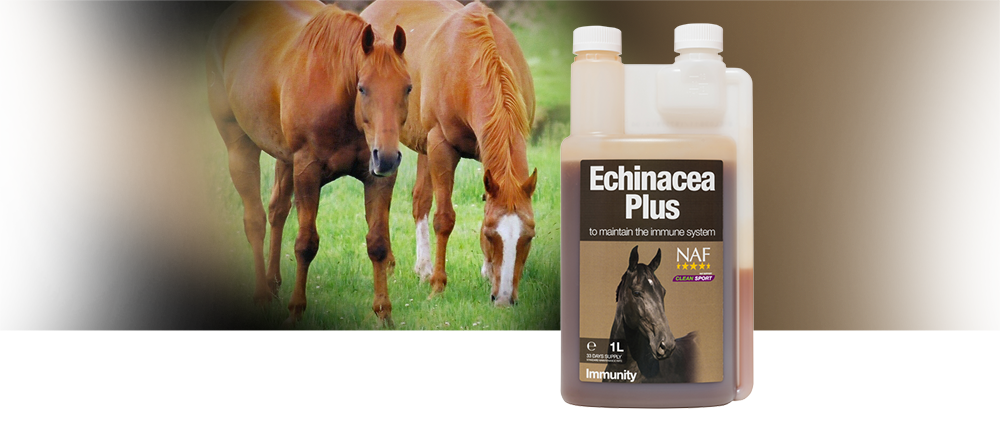 NAF Echinacea Plus Liquid IL