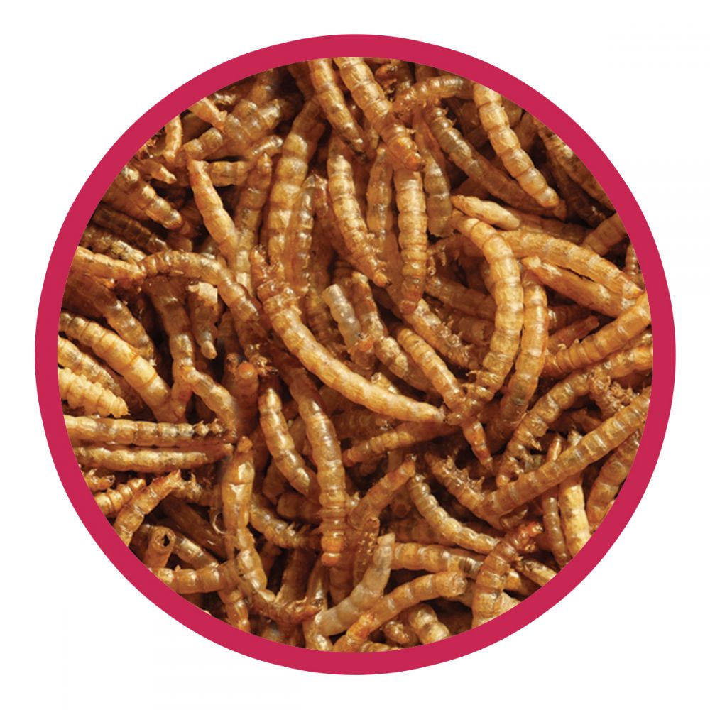 Walter Harrisons High Energy Mealworms