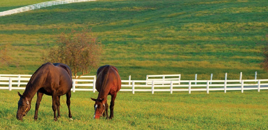 DLF Horsemax Paddock Grazing Grass Seed Mix 10Kg (3/4 Acre Pack)